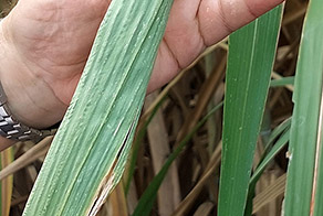 Boron Deficiency in Sugar Cane