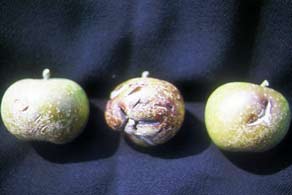苹果开裂和褐色畸形果实