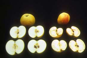 缺硼苹果与健康苹果的内部对比